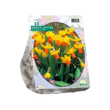 Narcis Mini Jetfire, Geel/Oranje per 25