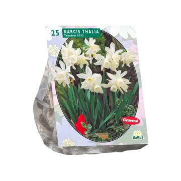 Narcis Mini Thalia per 25