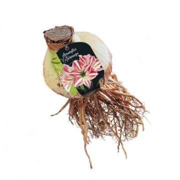 Amaryllis, Gestreept 
