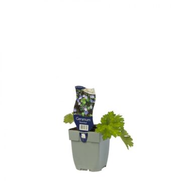 Ooievaarsbek - Geranium 'Azure Rush'