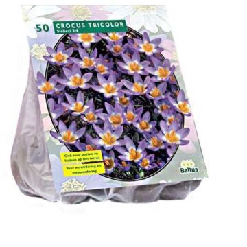 Crocus Sieberi Tricolor per 50