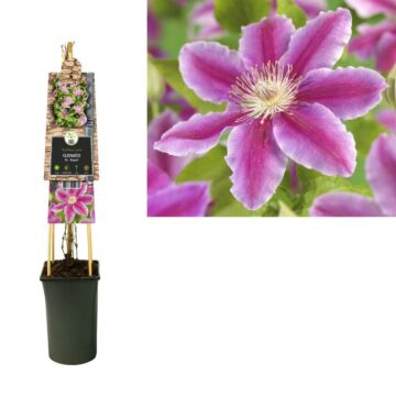 Bosrank - Clematis 'Dr Ruppel'