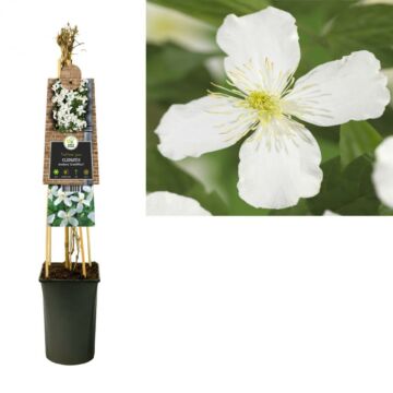Bosrank - Clematis 'Grandiflora'