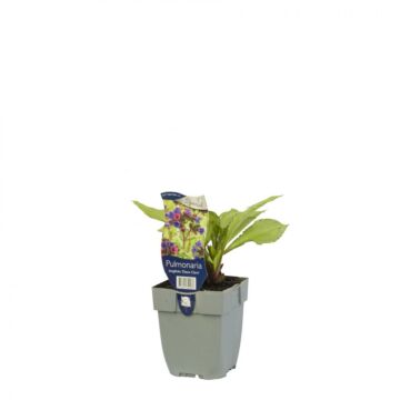 Longkruid - Origanum 'Diana Clare'