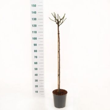 Rosa 'Minerva' Stam 60 cm