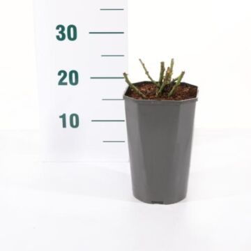 rosa 'Augusta Luise'®