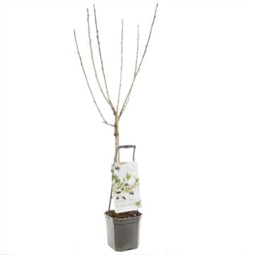 Kersenboom - Wonder tree Lapins