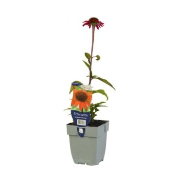 Zonnehoed - Echinacea Sunseekers Orange