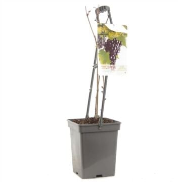 Pitloze blauwe druif - Vitis vinifera 'Heike
