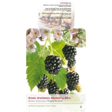 Doornloze Braam - Rubus frut. Triple Crown