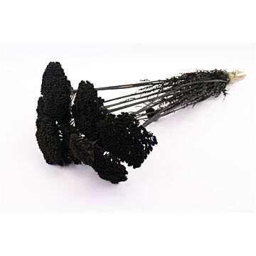 Bunch Achilea zilver