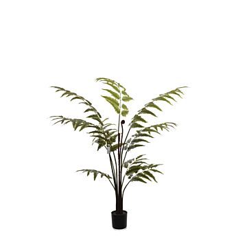 Leather Fern Tree W/129 Lvs Green