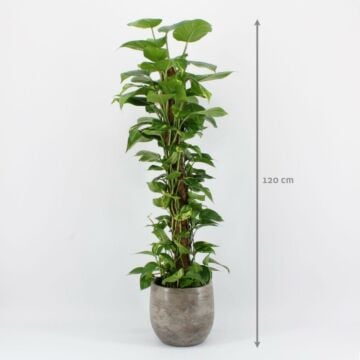 Epipremnum (Scindapsus) 120 cm