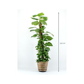 Epipremnum (Scindapsus) 150cm