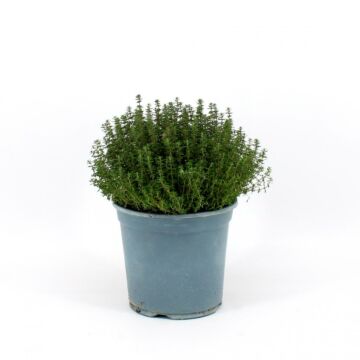 Tijm "Faustini" Ø18 Struik