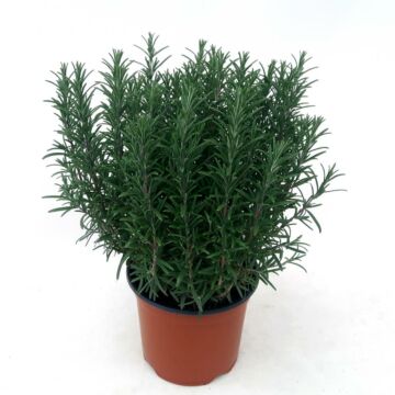 Rozemarijn Ø18 Struik