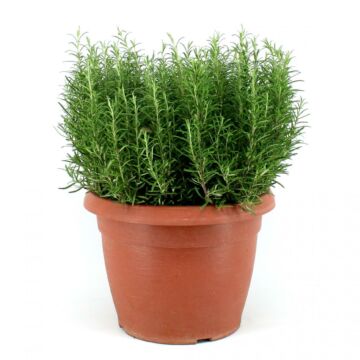 Rozemarijn Ø35 Struik