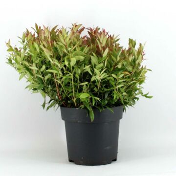 Leucothoe axillaris Zeblid