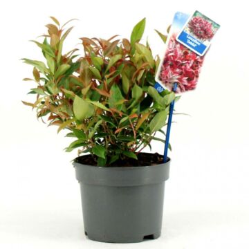 Leucothoe axillaris Zeblid