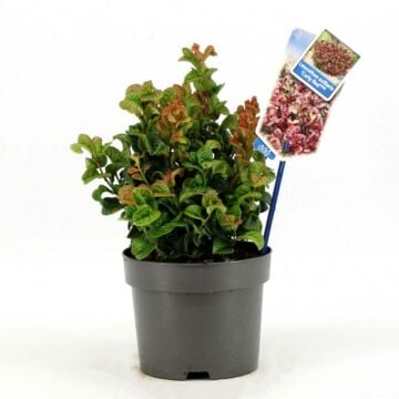 Leucothoe axillaris Curly Red