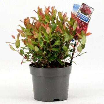 Leucothoe Little Flames
