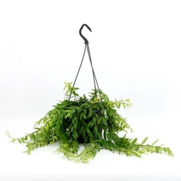 Lippenstiftplant - Aeschynanthus Japhrolepis