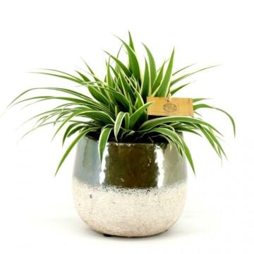 Chlorophytum com. Ocean P12