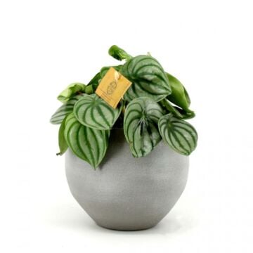 Peperomia argyreia P12