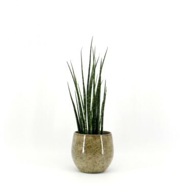 Sansevieria Fernwood Mikado
