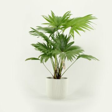 Livistona Rotundifolia 54 cm