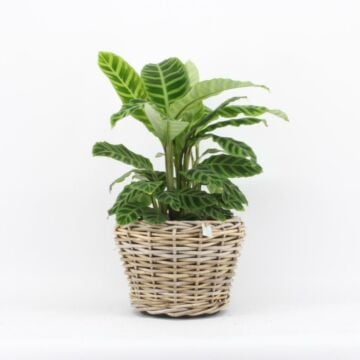 Calathea Zebrina