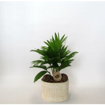 Waaierpalm - Livistona inclusief Handgedraaide pot Ruby