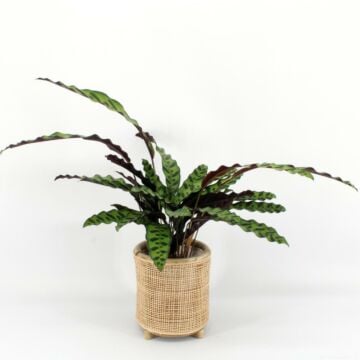 Calathea Insigne - 75CM