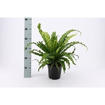 Asplenium Osaka P17 ASP