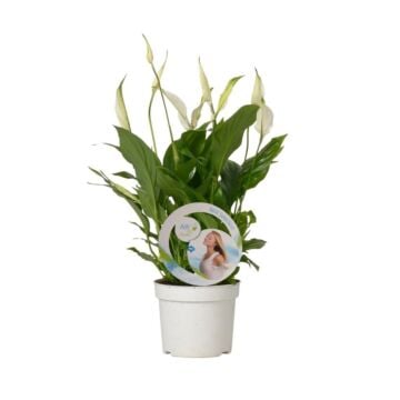 Lepelplant - Spathiphyllum Bellini