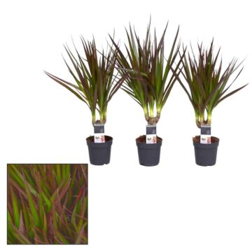 Dracaena Magenta Dracaena Magenta