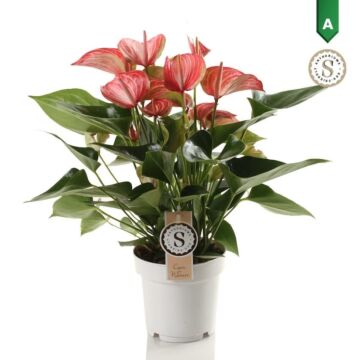 Anthurium Livium Red Anthurium Livium Red