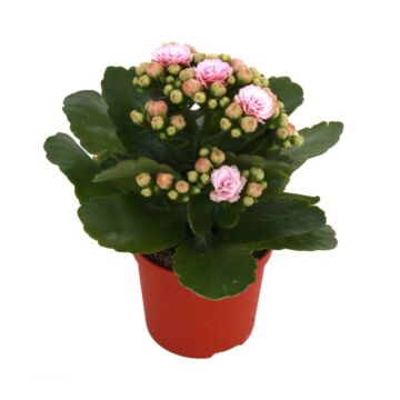 Kalanchoe Rosalina Don Alano