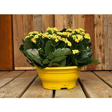 Kalanchoe Schaal