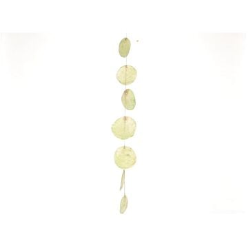 Guirlande Capiz groen 85 cm - HBX Natural Living