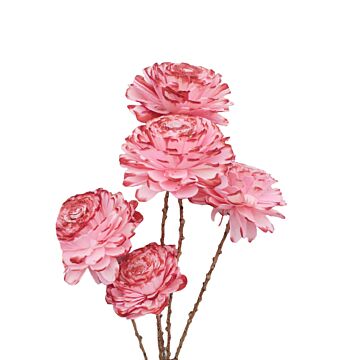 Bunch Shola Ranunculus roze 8 cm - HBX Natural Living Bunch Shola Ranunculus roze 8 cm - HBX Natural Living