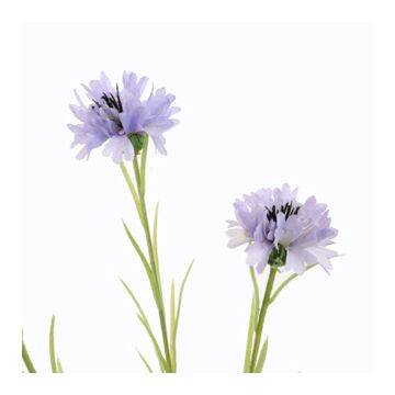 Korenbloem lila 66 cm