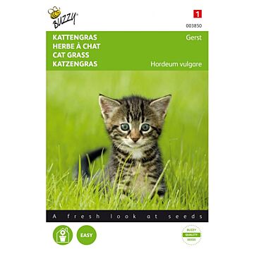 Kattengras Gerst - Buzzy
