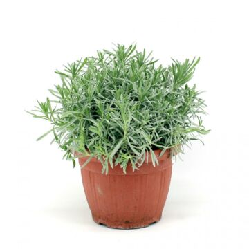 Lavendel Ø25 struik