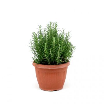 Rozemarijn Ø25 Struik
