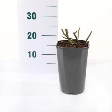 Rosa 'Graaf Lennart'®