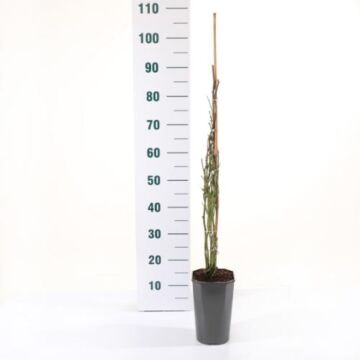 Rosa 'Pirouette'(Tm) Courtyard®