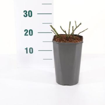 Rosa 'Orange Meilove'®