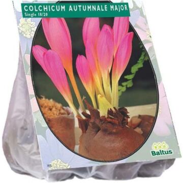 Colchicum Aut. Major (Najaarbl) per 2 Colchicum Aut. Major (Najaarbl) per 2