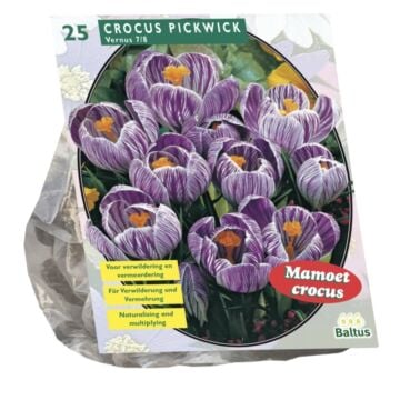 Crocus Grootbloemig, Gestreept per 25